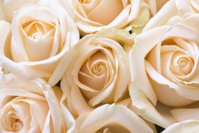 Фотообои Пастельные розы