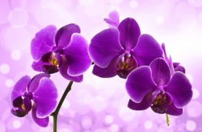 Фотообои Ветка фиолетовой орхидеи