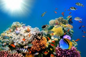Фреска Коралловый риф