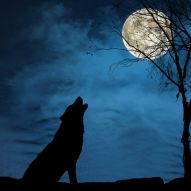 Фотообои Волк, луна, ночь