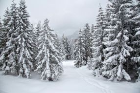 Фотообои зимний лес