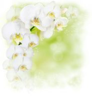 Фотообои белая орхидея