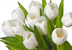 Фотообои Букет белых тюльпанов