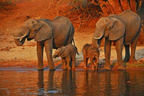Фотообои слоны на водопое
