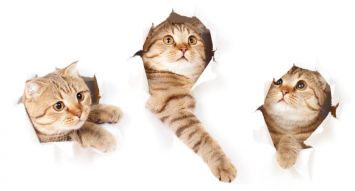 Фреска Три кошки