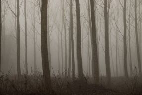Фреска Туман в лесу