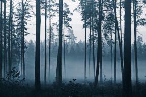 Фотообои лесной туман