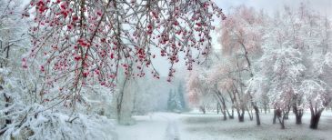 Фотообои Зимняя рябина