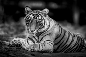 Фреска Тигр в черно-белых тонах