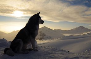 Фотообои Собака на снежной вершине