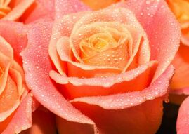 Фреска Нежно-розовая роза с росой на лепестках