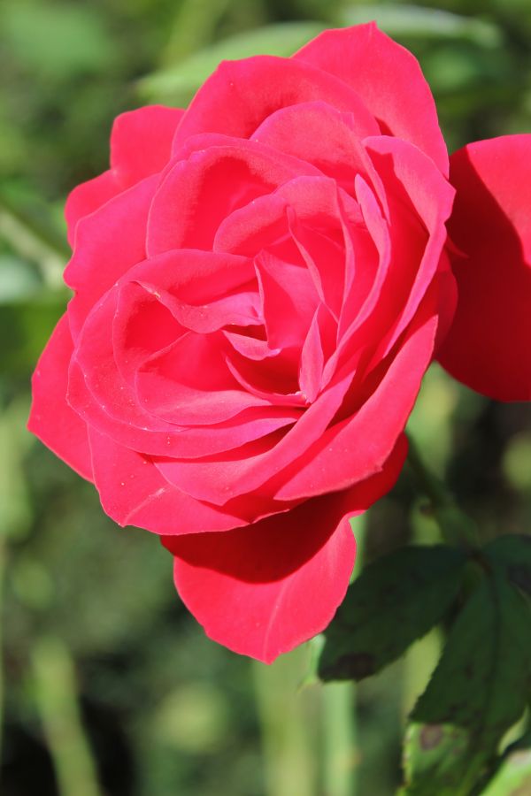 Картина на холсте Саженец розы флорибунды, арт hd2257701