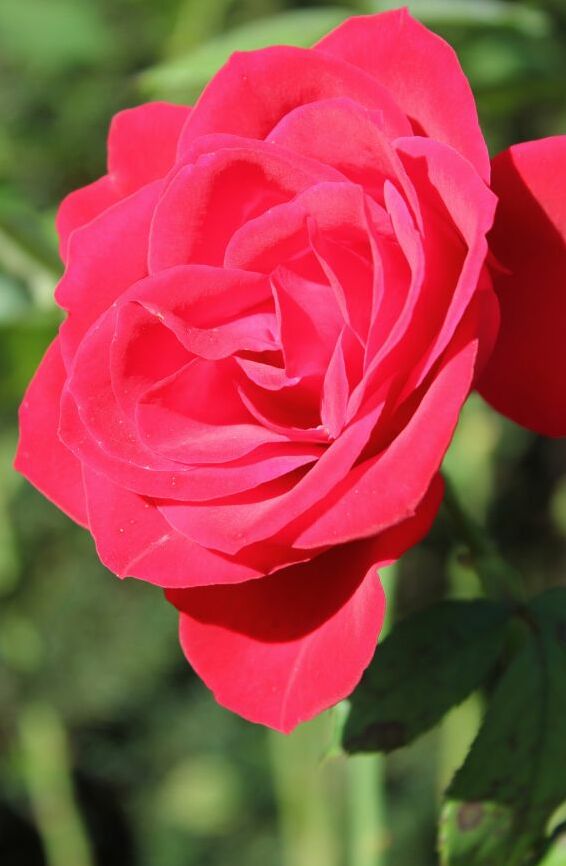 Картина на холсте Саженец розы флорибунды, арт hd2257701
