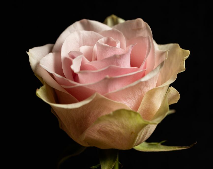 Картина на холсте Нежный бутон розы, арт hd2256201