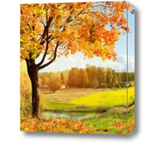 Картина Золотая осенняя листва