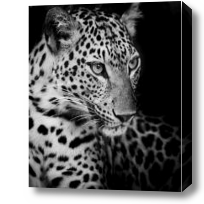 Картина Черно-белый леопард