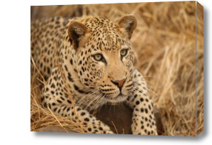 Картина Африканский леопард