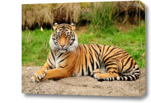 Картина Тигр на траве