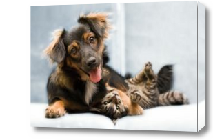 Картина Веселый пес и кот