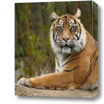 Картина Храбрый тигр