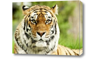 Картина Большой тигр