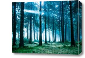 Картина ночной лес