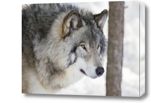 Картина волк