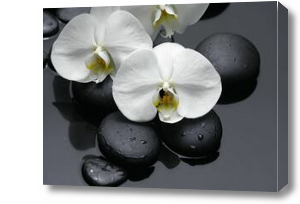 Картина Белоснежные лепестки орхидеи