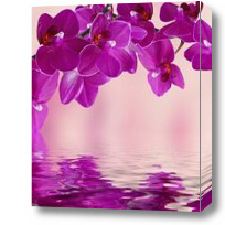 Картина Дикая орхидея