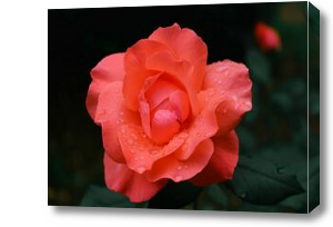 Картина Розовая роза с каплями росы