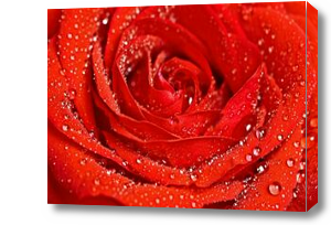 Картина красная роза