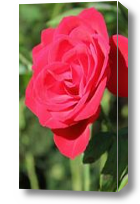 Картина Саженец розы флорибунды
