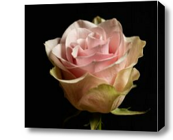 Картина Нежный бутон розы